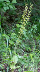 Common Twayblade (Listera ovata) in natural habitat