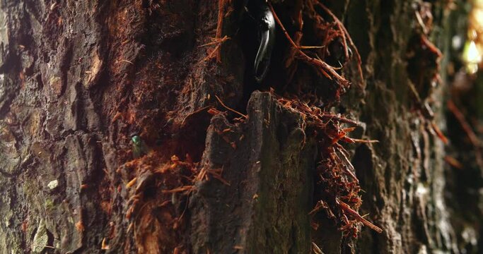 close up detail of insect beetle eating the trunk in the tree pest in the wood 4k nature footage