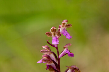 Spitzel`s Orchid (Orchis spitzelii) close up picture