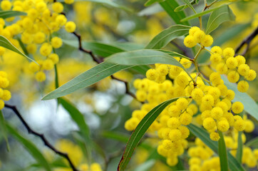 Flowers, leaves and distinctive stems of the Australian native Zig Zag wattle, Acacia macradenia, family Fabaceae. Endemic to central Queensland, Australia