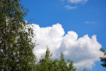 The sky is surrounded by trees and bushes. Trees against a background of white clouds in a blue sky.