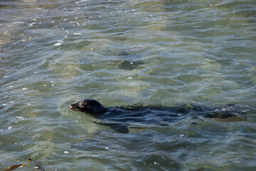 Obraz premium Sea lion at the La Jolla cove