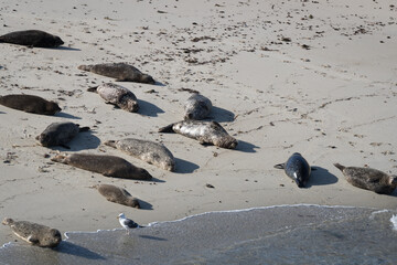 Sea lion at the La Jolla cove