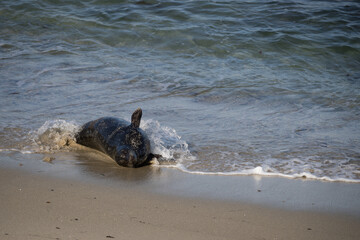 Sea lion at the La Jolla cove