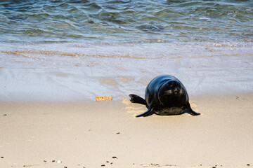 Sea lion at the La Jolla cove