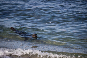 Sea lion at the La Jolla cove