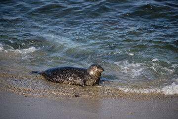 Obraz premium Sea lion at the La Jolla cove
