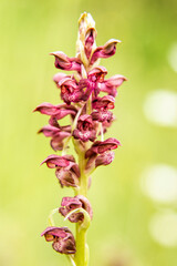 Bug Orchid (Orchis coriophora) in natural habitat