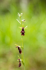 Fly Orchid (Orchis insectifera) in natural habitat