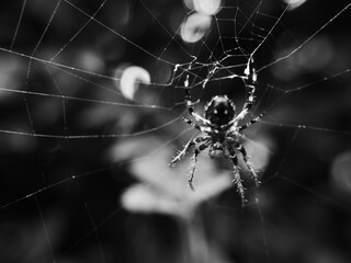 Obraz premium pająk