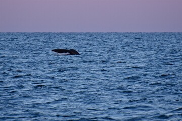 Huge whale tail in the sea next to the ship. Blue water of the Sea of Okhotsk. Wildlife.