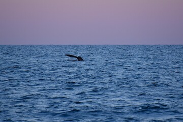 Naklejka premium Huge whale tail in the sea next to the ship. Blue water of the Sea of Okhotsk. Wildlife.