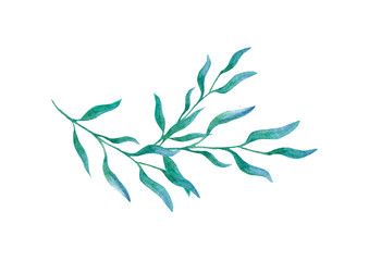 Watercolor floral element, blue-green twig with leaves on a white background. For design, cards, business cards, wedding invitations.
