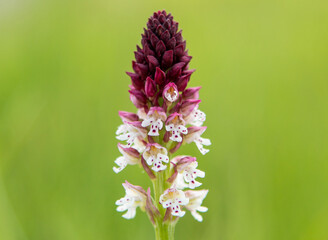 Burnt Orchid (Orchis ustulata) in natural habitat