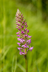 Fragrant Orchid (Gymnadenia conopsea) in natural habitat