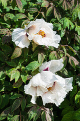nice peony in the garden