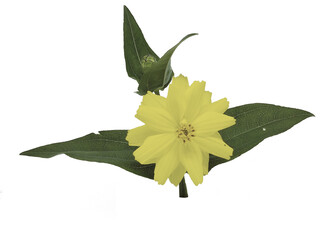 Naklejka premium green leaves with yellow flowers