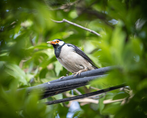 great spotted woodpecker