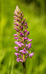 Fragrant Orchid (Gymnadenia conopsea) in natural habitat