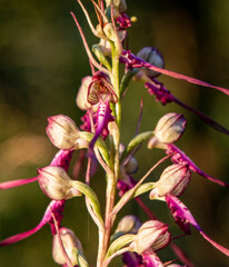 Lizard Orchid (Himantoglossum jankae) in natural habitat