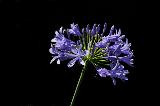 Portrait d'agapanthe mauve dans un jardin en Provence. Photo sur fond noir