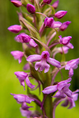 Fototapeta na wymiar Fragrant Orchid (Gymnadenia conopsea) in natural habitat
