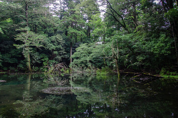 Fototapeta na wymiar 静岡県賀茂郡東伊豆町奈良本の国有林内にある「シラヌタの池」です。梅雨時期、「シラヌタの池」のほとりの木々の枝には、モリアオガエルの卵塊がたくさん見ることができます。その下の池の中には、落ちてくるオタマジャクシを捕食するため、アカハライモリが群れています。大自然の神秘を目にすることができる貴重な場所です。