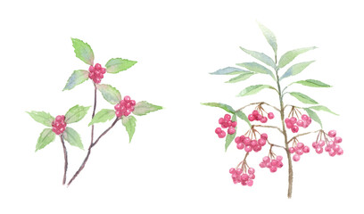 千両と万両の水彩イラスト