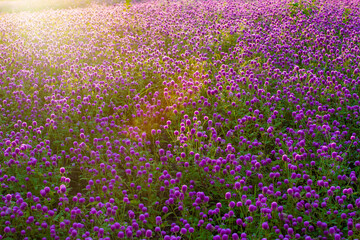 A thousand red flowers in the morning sun