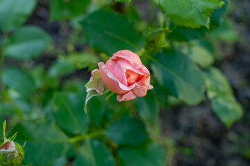 Pink rosebud on a background of green foliage. Close up.