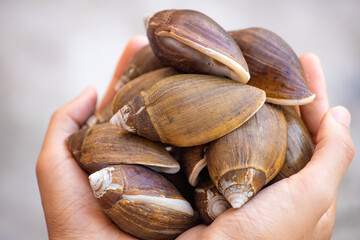 Marine snails from Guangdong Coast