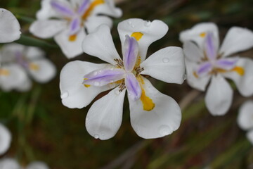 White and Purple Flower with dew on petals
