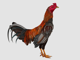 公鸡形象插画
