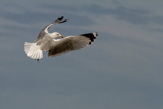 Isolated image of a Ring-Billed Gull (Larus delawarensis) in flight. It is a common seagull seen in USA characterized by the black ring like pattern around its beak. Image represents 'free as a bird'