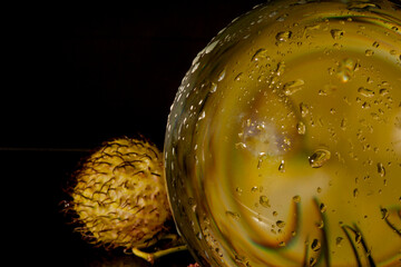 seed capsule and glass sphere