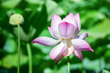 Obraz premium Minimalist solid color summer lotus poster background