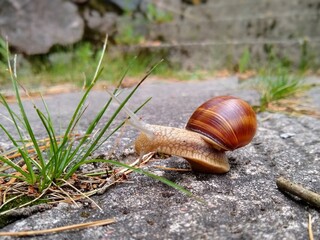 snail on the stone stairs