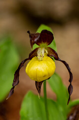 Lady`s Slipper Orchid (Cypripedium calceolus)