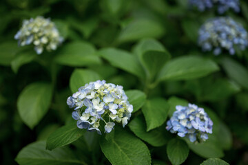 Hortensie