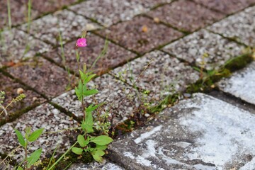 moss on the stone