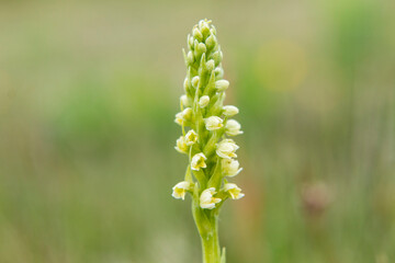 Small White Orchid (Pseudorchis albida) in natural habitat