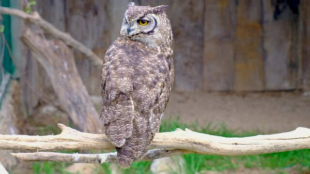 Single African Spotted eagle-owl, Bubo africanus, in a zoological garden 