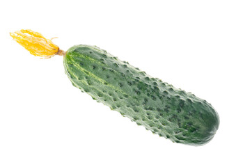 Fresh green cucumber with dried flower isolated on white background.