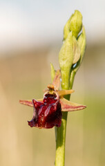 Eastern Spider Orchid (Ophrys mammosa) in natural habitat