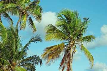 coconut palm trees on blue sky background