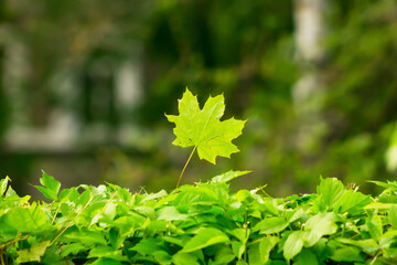 green maple leaf in the wind