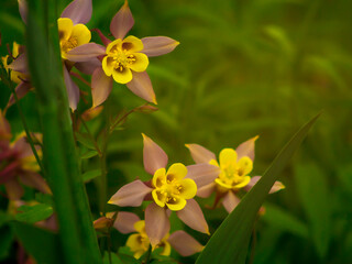 Obraz premium Yellow flowers in green grass