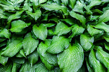 green leaves background