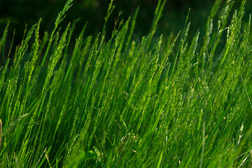 Fresh thin green grass background