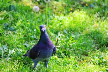 pigeon on the grass